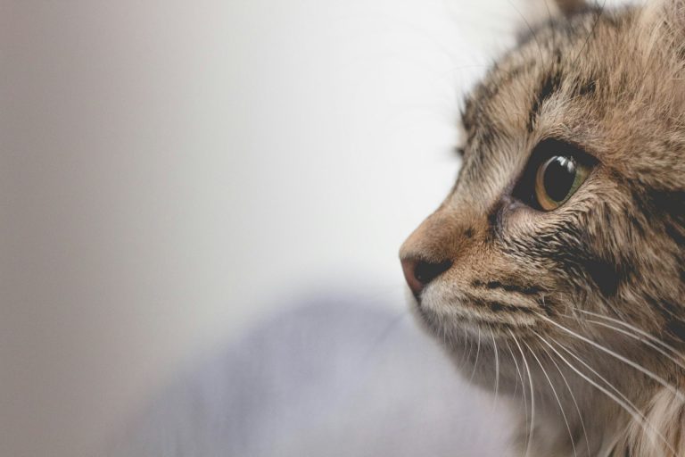 De la estepa africana al sofá de casa: dos historias felinas que marcan la diferencia